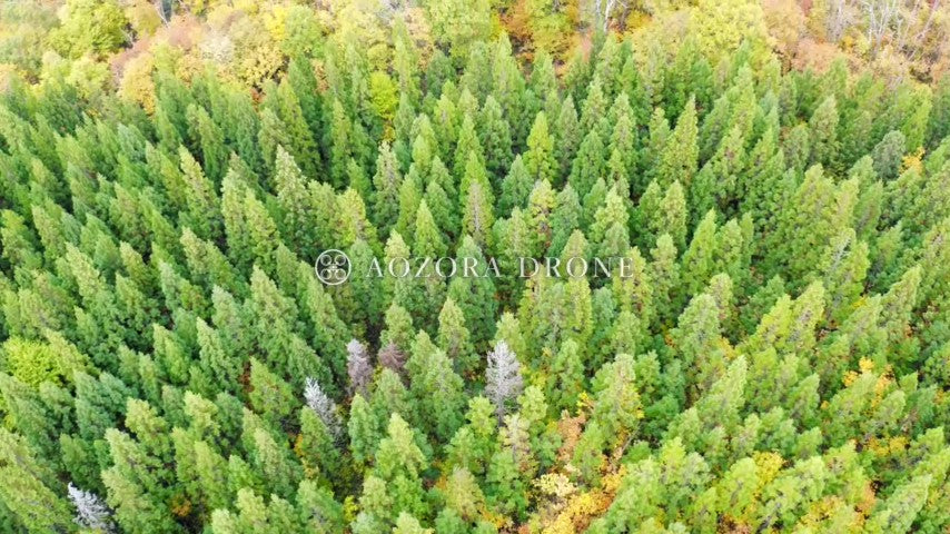 Yonezawa Basin Shaheiyama "Nishimukinuma" coniferous forest and autumn leaves Drone aerial video footage [Yamagata Prefecture Yonezawa City, Japan]