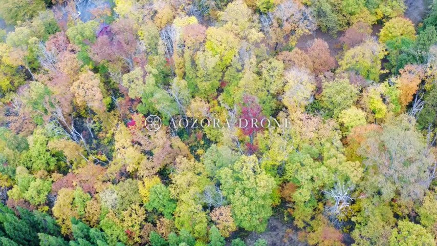 米沢盆地 斜平山「西向沼」針葉樹林と秋の紅葉 ドローン空撮動画素材【山形県・米沢市】