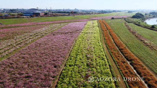 Flower garden spreading in Fukiage cosmos field Drone image footage Carefully selected 5 piece set [Saitama Prefecture Konosu City]