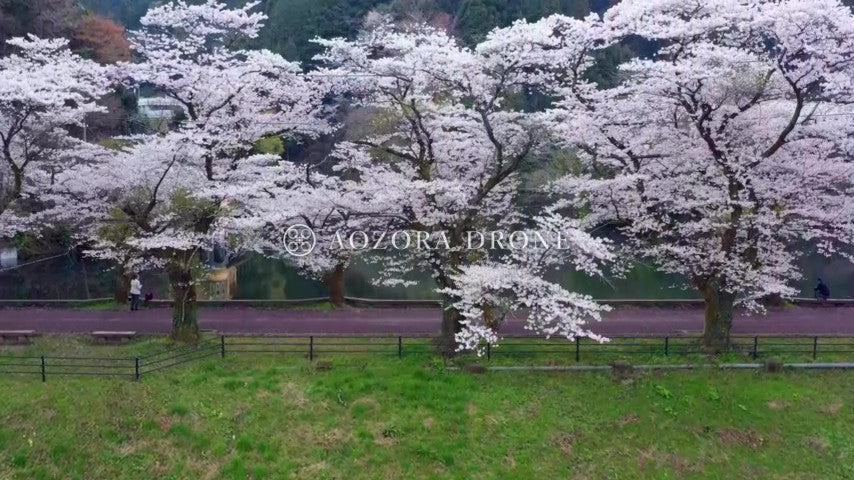 Mysterious "Lake Kamakita" and images of cherry blossoms in spring Drone video footage [Moroyama Town, Saitama Prefecture, Japan]