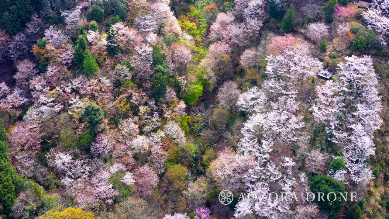 Mysterious "Lake Kamakita" and still images of spring cherry blossoms Drone image footage Carefully selected 5-piece set [Moroyama Town, Saitama Prefecture, Japan]
