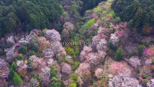 Oku Musashi "Lake Kamakita" and cherry blossoms in spring Drone video footage [Saitama Prefecture, Moroyama Town, Japan]