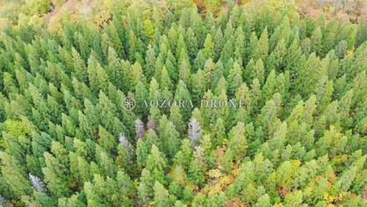 Yonezawa Basin Shaheiyama "Nishimukinuma" coniferous forest and autumn leaves Drone aerial video footage [Yamagata Prefecture Yonezawa City, Japan]